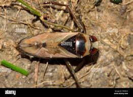 Attēlu rezultāti vaicājumam “Notonecta glauca”