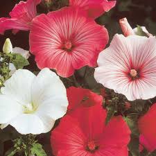 Image result for Lavatera trimestris