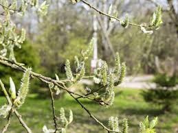 Attēlu rezultāti vaicājumam “Salix daphnoides”