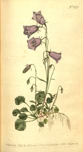 Attēlu rezultāti vaicājumam “Campanula persicifolia leaf”