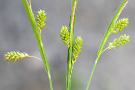 Attēlu rezultāti vaicājumam “Carex pallescens”