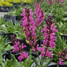 Image result for Salvia nemorosa
