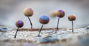 Attēlu rezultāti vaicājumam “Lamproderma arcyrioides spores”