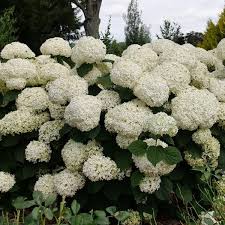 Attēlu rezultāti vaicājumam “Hydrangea arborescens subsp. discolor”