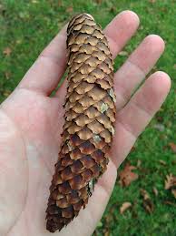 Attēlu rezultāti vaicājumam “Picea abies fruit”