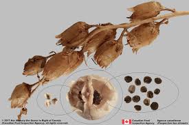 Image result for Linaria vulgaris