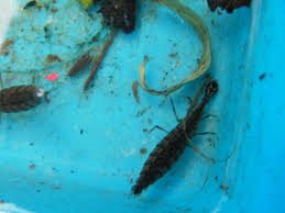 Attēlu rezultāti vaicājumam “Acilius sulcatus female”