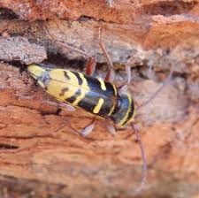 Attēlu rezultāti vaicājumam “Plagionotus detritus”