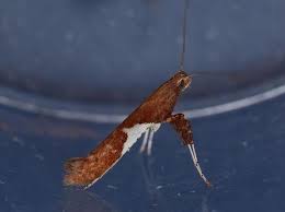 Attēlu rezultāti vaicājumam “Caloptilia stigmatella”