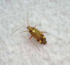 Attēlu rezultāti vaicājumam “Rhabdomiris striatellus”