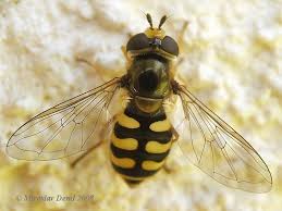 Attēlu rezultāti vaicājumam “Eupeodes corollae”