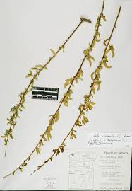 Attēlu rezultāti vaicājumam “Salix x fragilis”