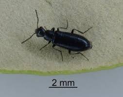 Attēlu rezultāti vaicājumam “Trioza dispar nymph”