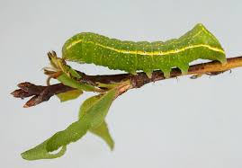 Attēlu rezultāti vaicājumam “Amphipyra”