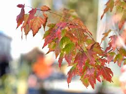 Attēlu rezultāti vaicājumam “Acer tataricum subsp. ginnala leaf”