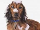 Pet Grooming in Durham, NC | Expert Dog Grooming