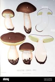 Attēlu rezultāti vaicājumam “Boletus edulis”