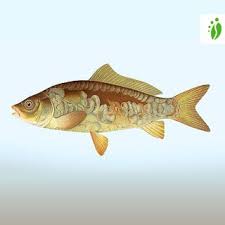 Image result for Cyprinus carpio