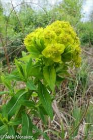 Attēlu rezultāti vaicājumam “Euphorbia palustris fruit”