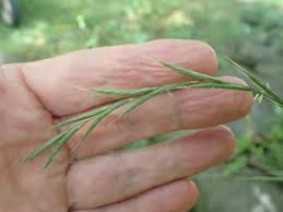 Attēlu rezultāti vaicājumam “Brachypodium sylvaticum”