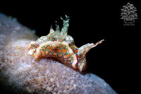 Attēlu rezultāti vaicājumam “Microbotryum tragopogonis - pratensis”