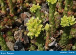 Attēlu rezultāti vaicājumam “Jovibarba globifera bud”