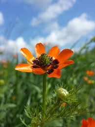 Image result for Adonis aestivalis