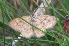 Attēlu rezultāti vaicājumam “Idaea serpentata”