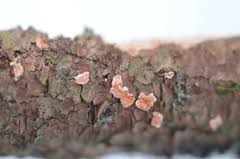 Attēlu rezultāti vaicājumam “Aleurodiscus amorphus”