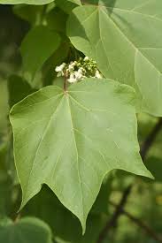 Attēlu rezultāti vaicājumam “Catalpa ovata leaf”