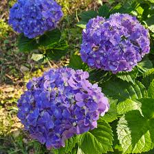 Attēlu rezultāti vaicājumam “Hydrangea”