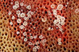 Attēlu rezultāti vaicājumam “Hyphodiscus hymeniophilus”