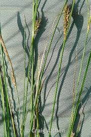 Attēlu rezultāti vaicājumam “Carex lasiocarpa female flower”