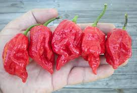 Afbeeldingsresultaat voor 7 pot hot pepper
