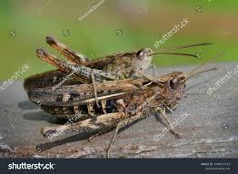 Attēlu rezultāti vaicājumam “Chortippus sp.”