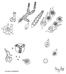 Attēlu rezultāti vaicājumam “Seligeria pusilla sporophyte”