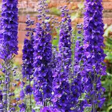 Image result for Rittersporn