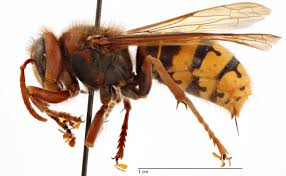 Attēlu rezultāti vaicājumam “Vespa crabro”