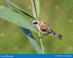 Attēlu rezultāti vaicājumam “Remiz pendulinus adult”