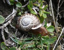 Attēlu rezultāti vaicājumam “Arianta arbustorum”