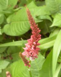 Attēlu rezultāti vaicājumam “Bistorta major leaf”