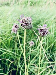 Attēlu rezultāti vaicājumam “Allium sativum”