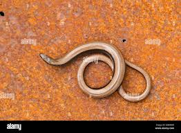 Attēlu rezultāti vaicājumam “Anguis fragilis adult”