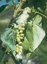 Attēlu rezultāti vaicājumam “Paraleucobryum longifolium sporophyte”
