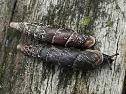 Attēlu rezultāti vaicājumam “Clausiliidae”