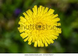 Attēlu rezultāti vaicājumam “Leontodon hispidus”