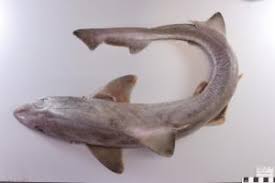 Image result for Mustelus antarcticus