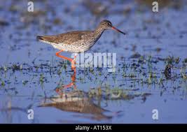 Attēlu rezultāti vaicājumam “Tringa totanus adult”