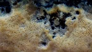 Attēlu rezultāti vaicājumam “Ceriporia excelsa”