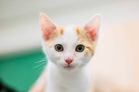 Afbeeldingsresultaat voor katten